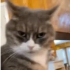 🌈🐈Reaccion Gatos Pal Chat🐈🌈 15