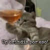 Gatos~ᓚᘏᗢ 13