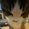 ✨💥ShiSpOST CaTS😹 10