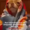 Aquí esperando que me preguntes que quiero para Navidad (Es obligatorio)