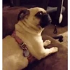 PERROS 8