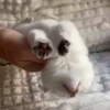 kittenwow 5