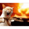 cats 5