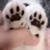 kittenwow 6