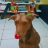 Renos Navidad Mov 5