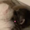 kittenwow 7