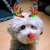 Renos Navidad Mov 6