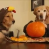 🎃 Halloween Pets 🎃 18