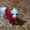Renos Navidad Mov 7