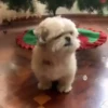 Renos Navidad Mov 8