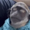 Auah 9