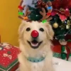Renos Navidad Mov 9