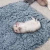 kittenwow 9