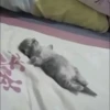 kittenwow 10