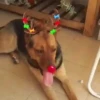 Renos Navidad Mov 11