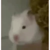 hamster memes 14