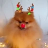 Renos Navidad Mov 12