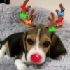 Renos Navidad Mov 13