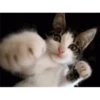 cats 13