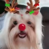 Renos Navidad Mov 14