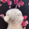kittenwow 12
