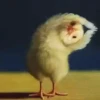 YOGA CHICKS 6
