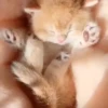 kittenwow 14