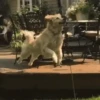 Annoying Animals 5