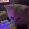 kittenwow 15