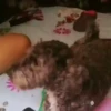 Renos Navidad Mov 15