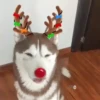Renos Navidad Mov 16