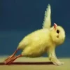 YOGA CHICKS 8
