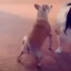 Annoying Animals 7