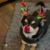 Renos Navidad Mov 17
