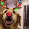 Renos Navidad Mov 18