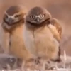 Annoying Animals 8