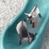 Annoying Animals 9