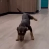 Annoying Animals 10