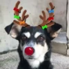 Renos Navidad Mov 19