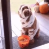 🎃 Halloween Pets 🎃 23
