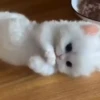 kittenwow 18
