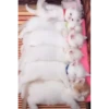 kittenwow 19