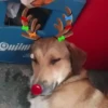Renos Navidad Mov 20