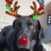 Renos Navidad Mov 21