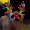 Renos Navidad Mov 22