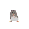 Hamsters Dancing 11