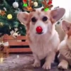 Renos Navidad Mov 23