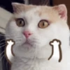 Annoying Animals 11