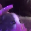 kittenwow 20