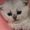kittenwow 21
